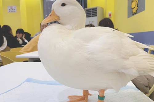 小花家柯尔鸭公社撸鸭俱乐部饮品店产品图一